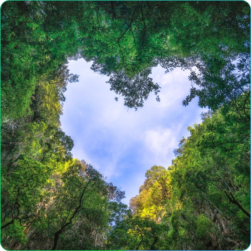 Decouvrez la forêt Nomadia